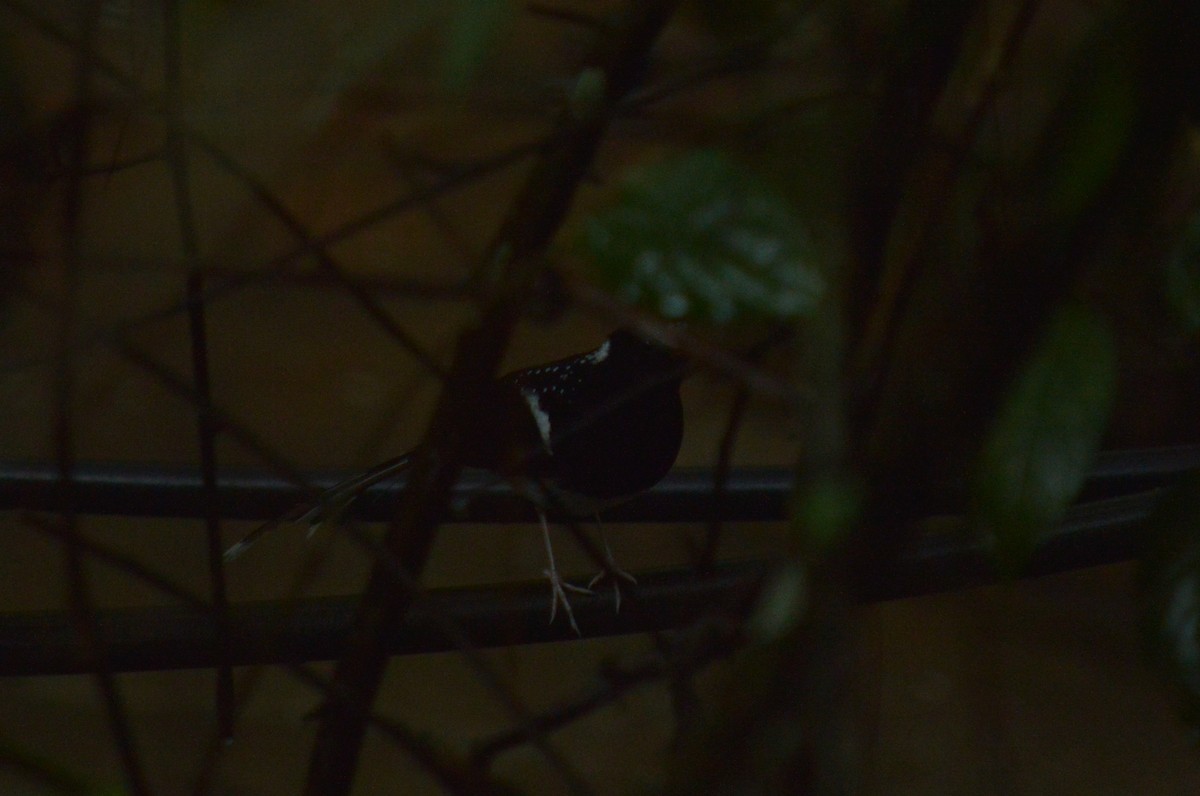 Spotted Forktail - ML470686901