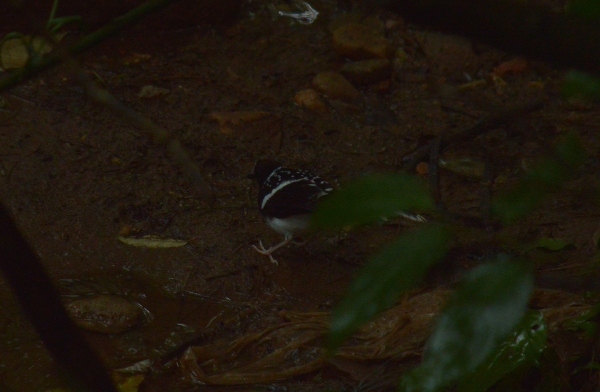 Spotted Forktail - ML470686911