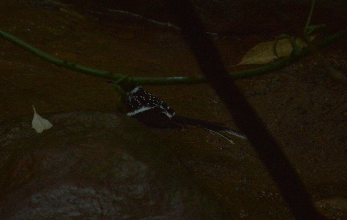 Spotted Forktail - ML470686941