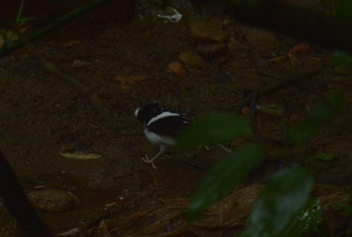 Spotted Forktail - ML470686961