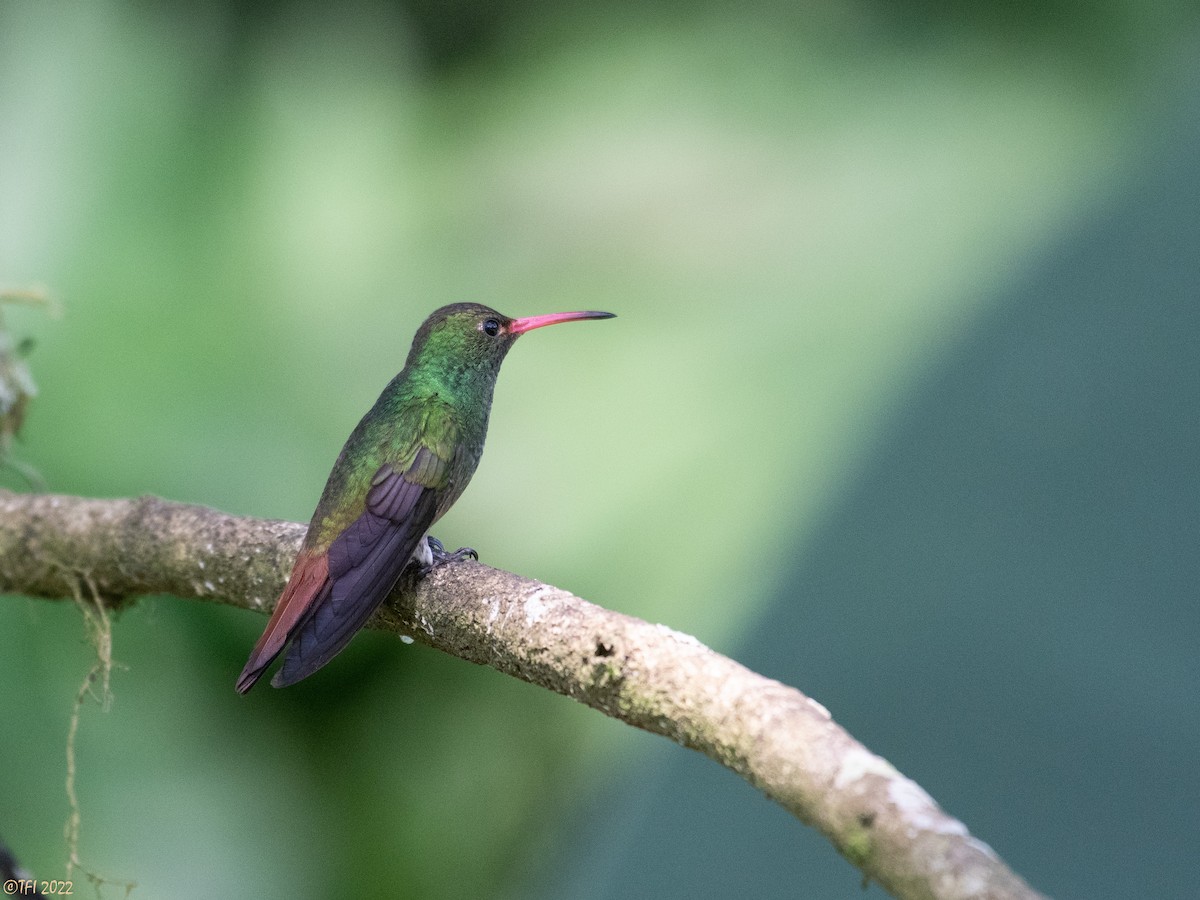 Rufous-tailed Hummingbird - T I