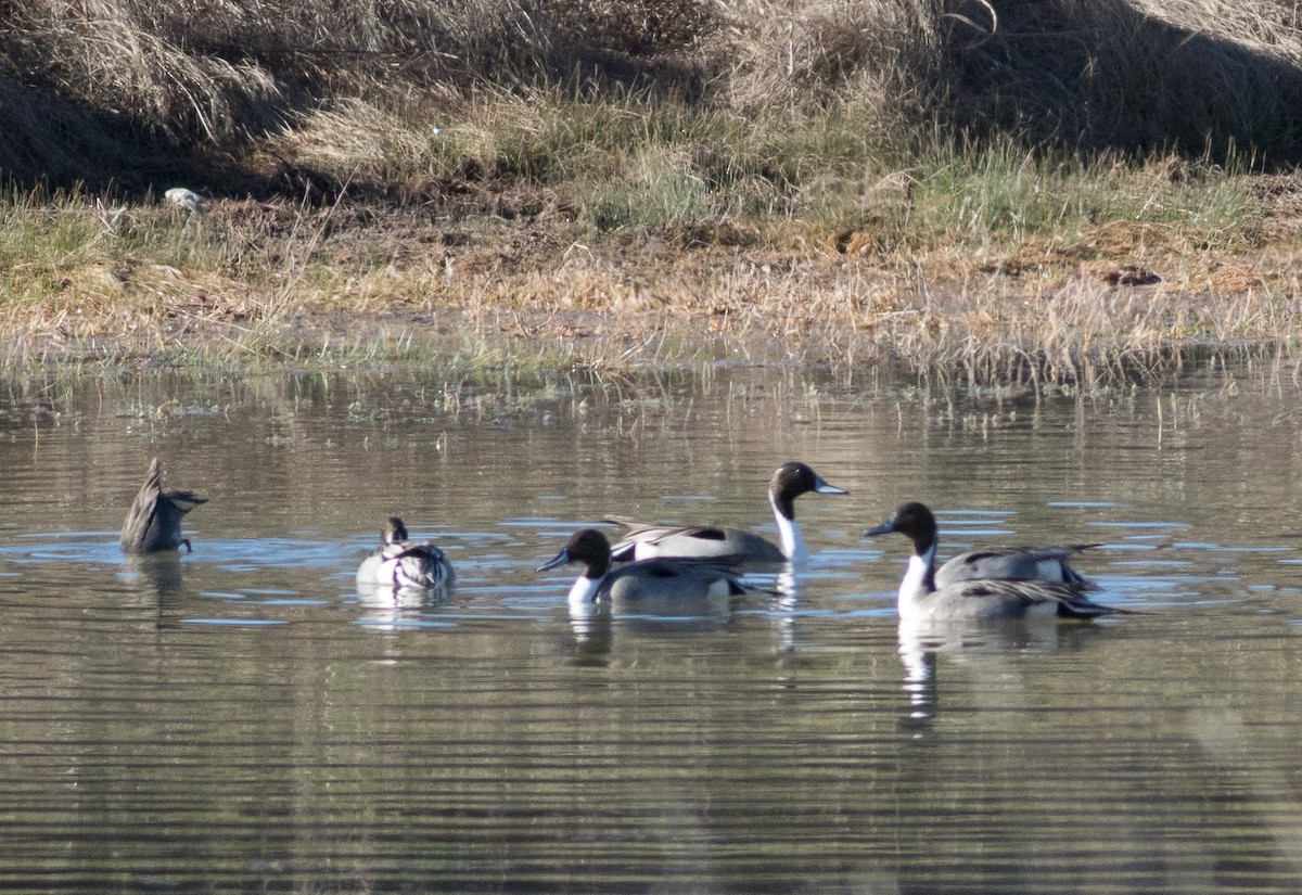 Northern Pintail - Ashley Wahlberg (Tubbs)