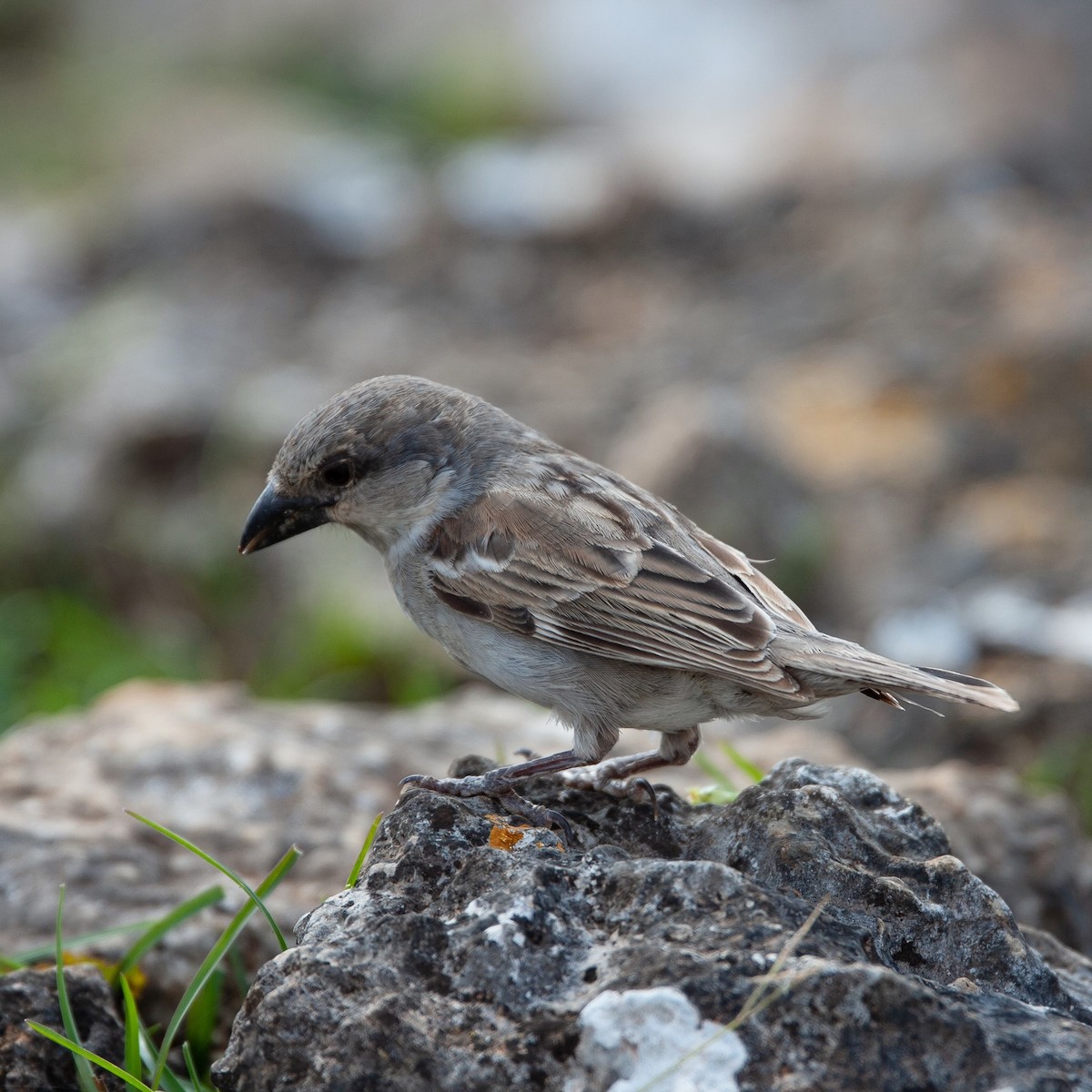 Socotra Sparrow - ML470692541