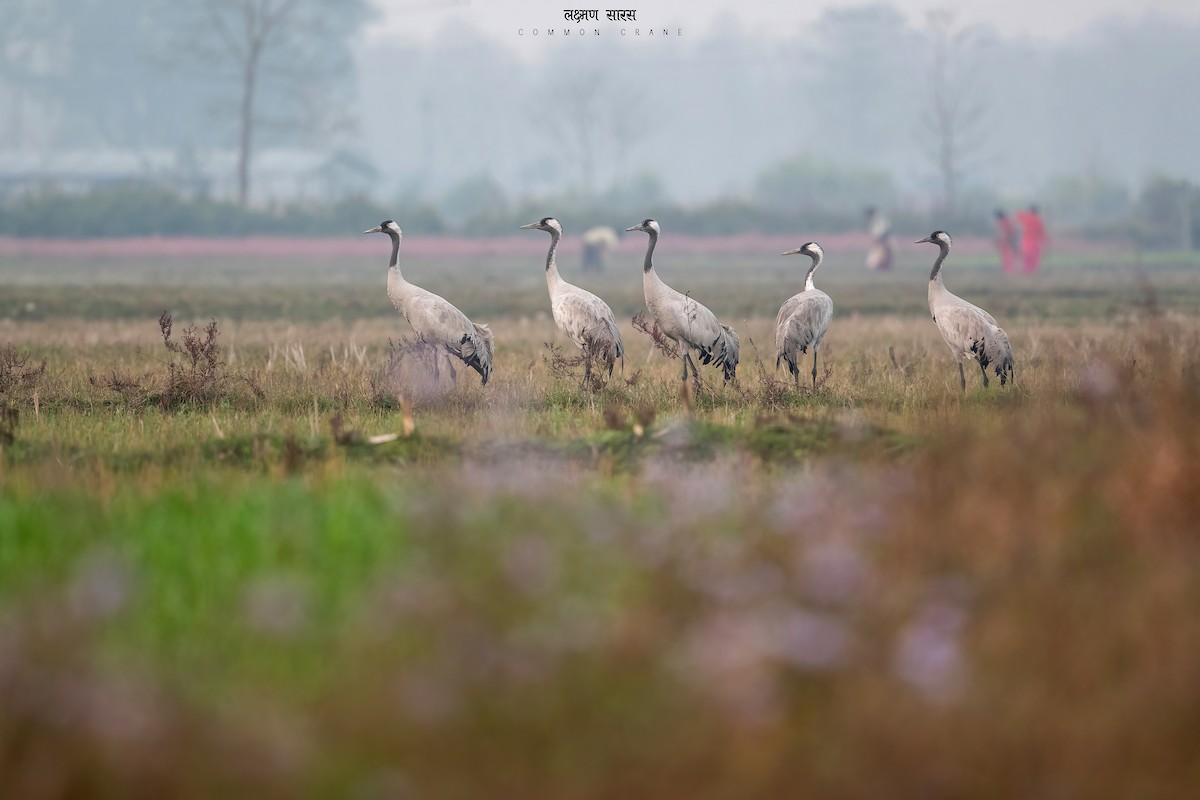 Common Crane - Deepak Budhathoki 🦉