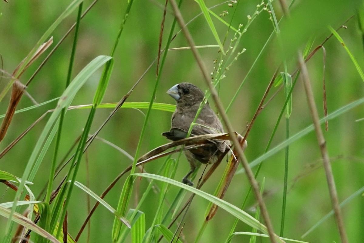 Large-billed Seed-Finch - ML470701101