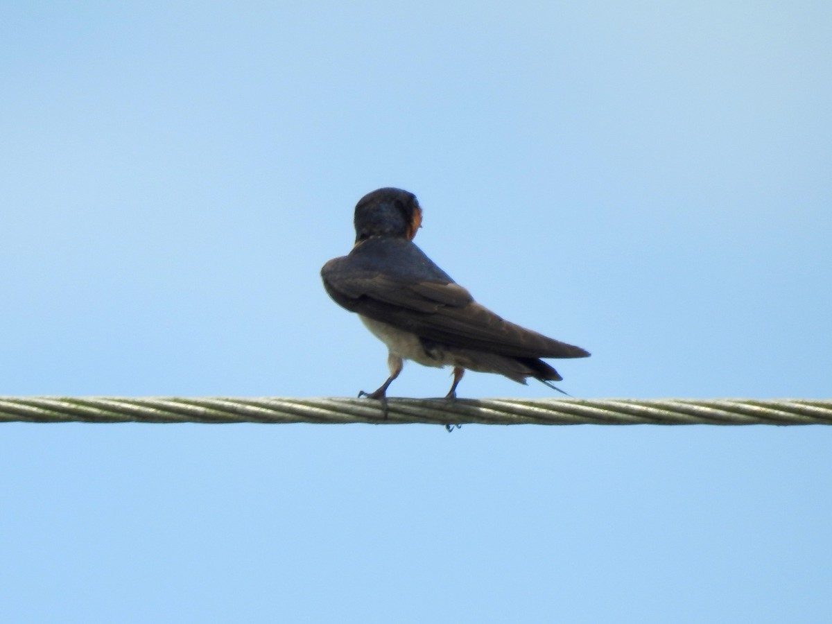 Pacific Swallow - ML470702971