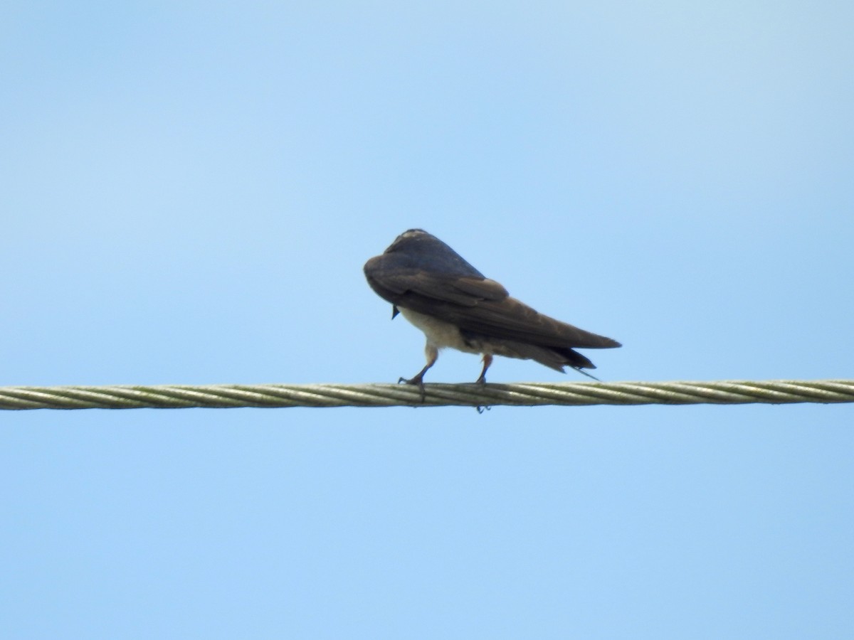 Pacific Swallow - ML470702981