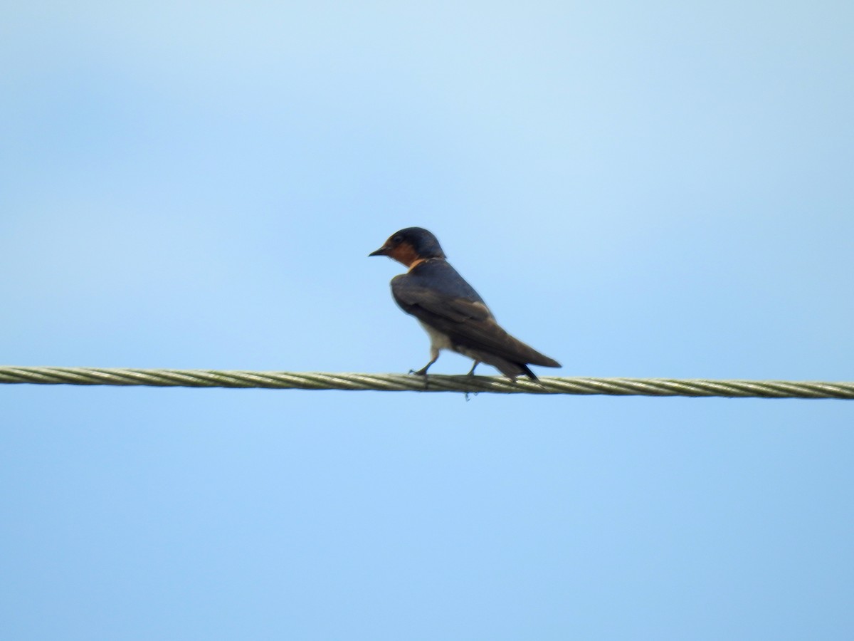 Pacific Swallow - ML470702991