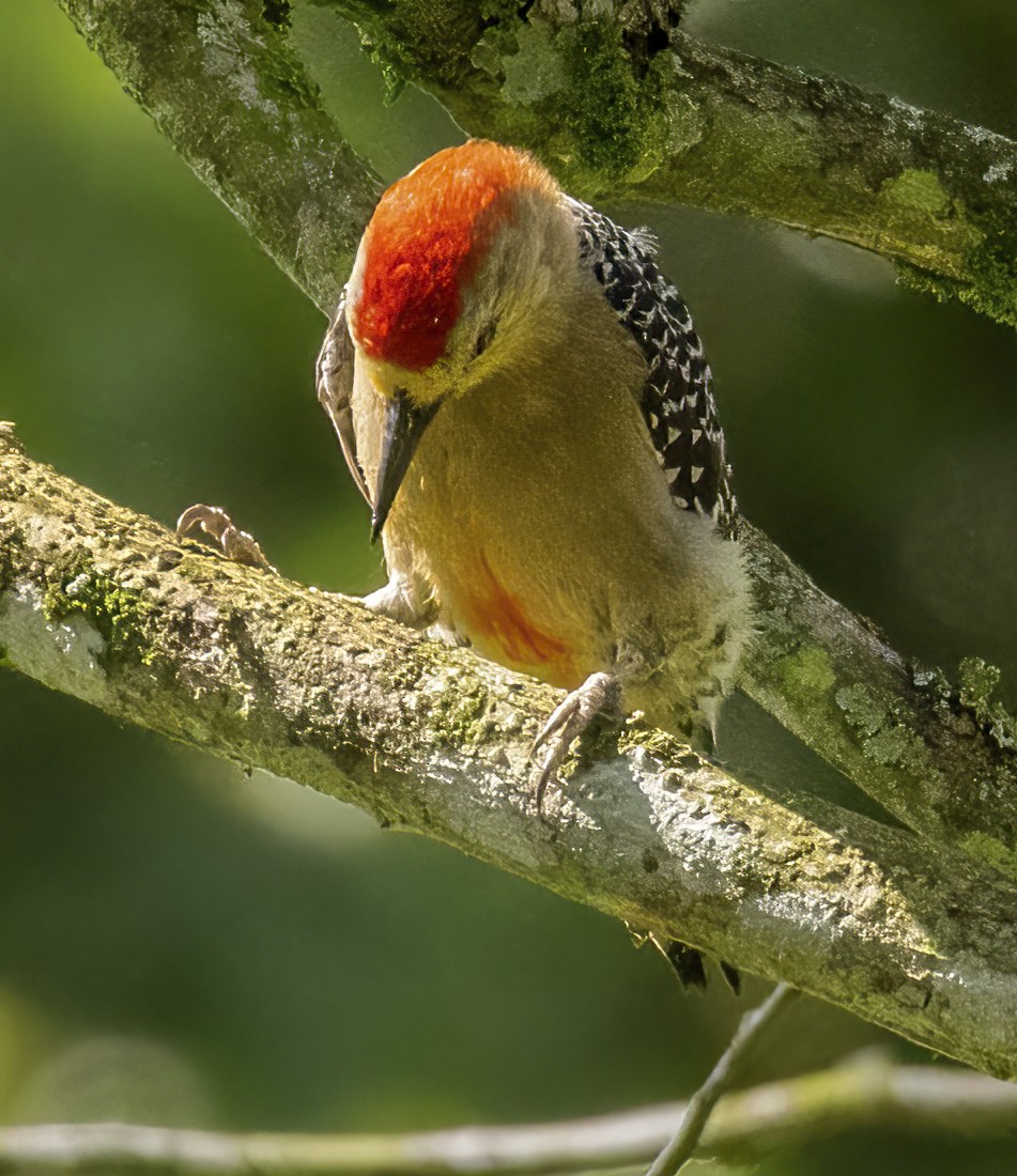 Red-crowned Woodpecker - ML470704291