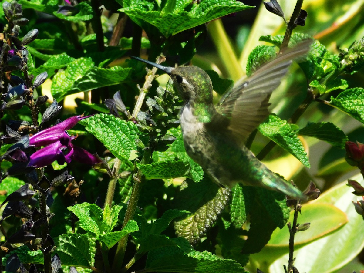 Anna's Hummingbird - ML470705571