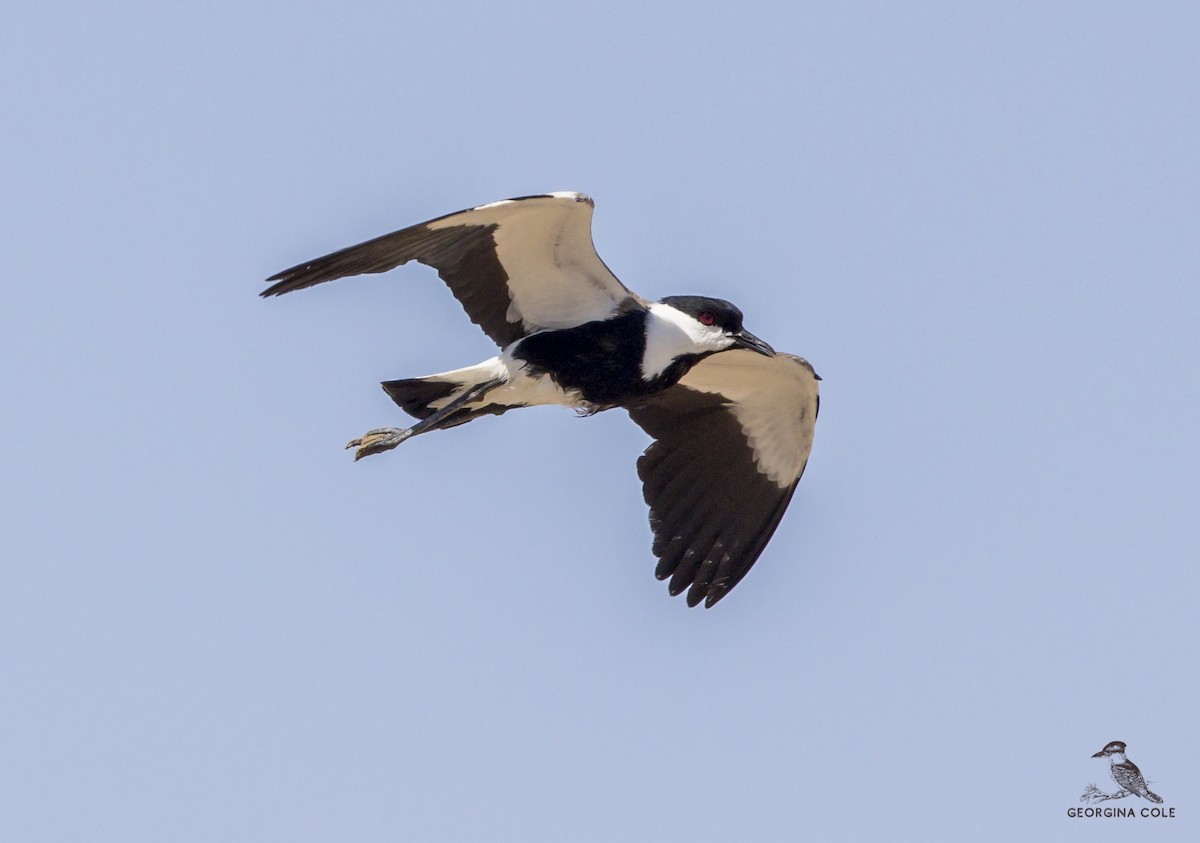 Spur-winged Lapwing - ML470707001