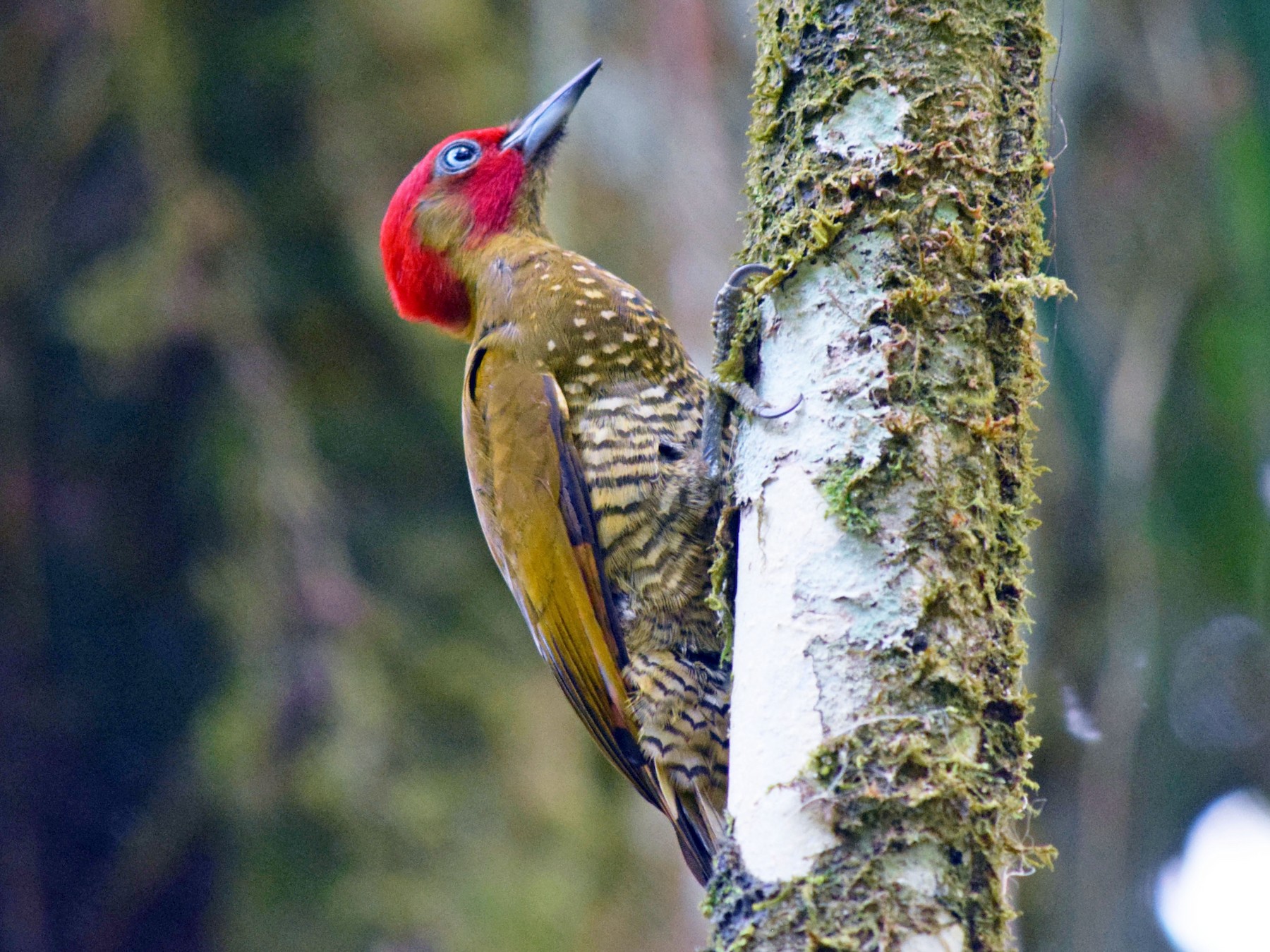 Rufous-winged Woodpecker - Lynn Rafferty