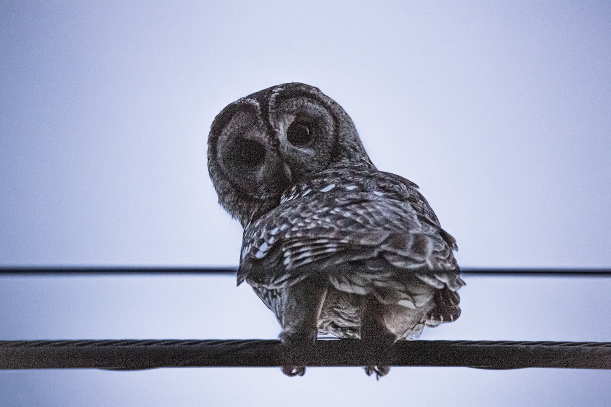Tawny Owl - ML470715271