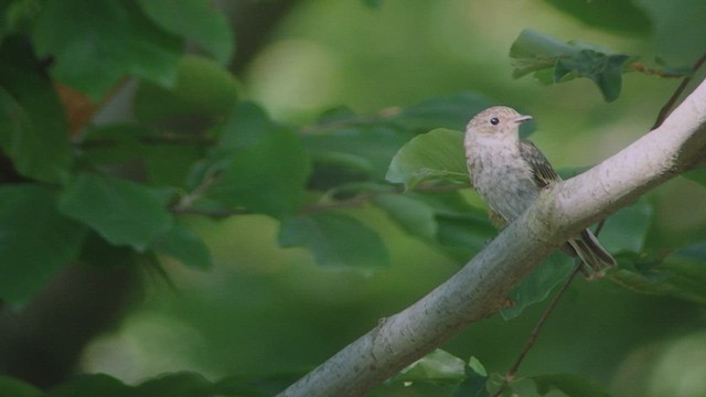  - Collared Flycatcher