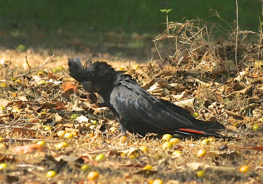 Red-tailed Black-Cockatoo - ML47072011