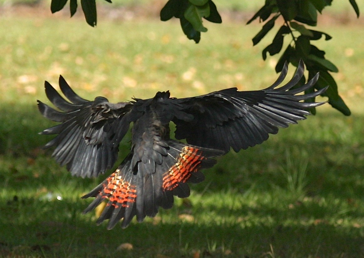 Red-tailed Black-Cockatoo - Dave Czaplak