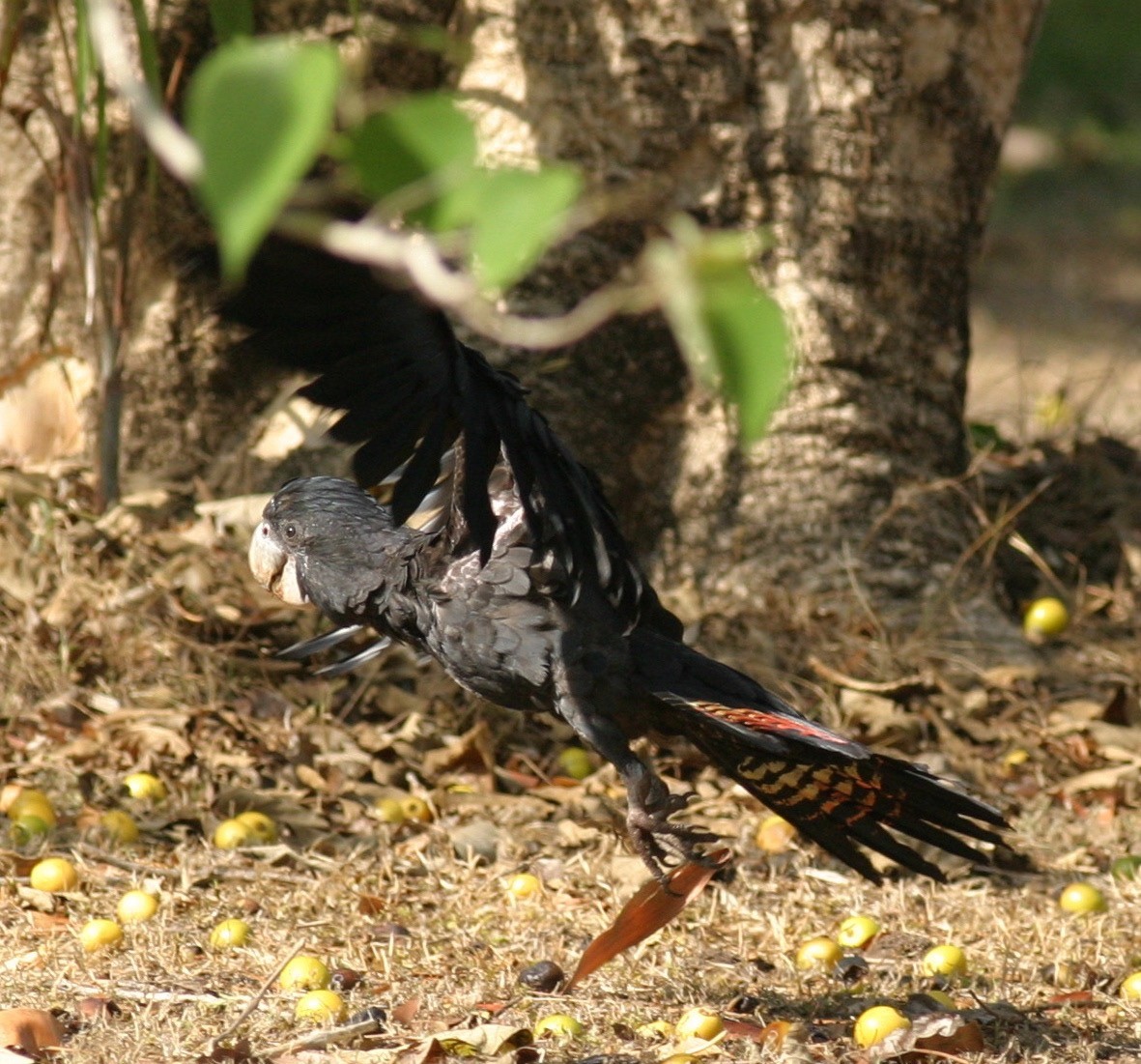 Red-tailed Black-Cockatoo - ML47072031