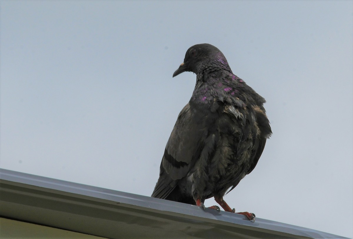 Rock Pigeon (Feral Pigeon) - ML470721181