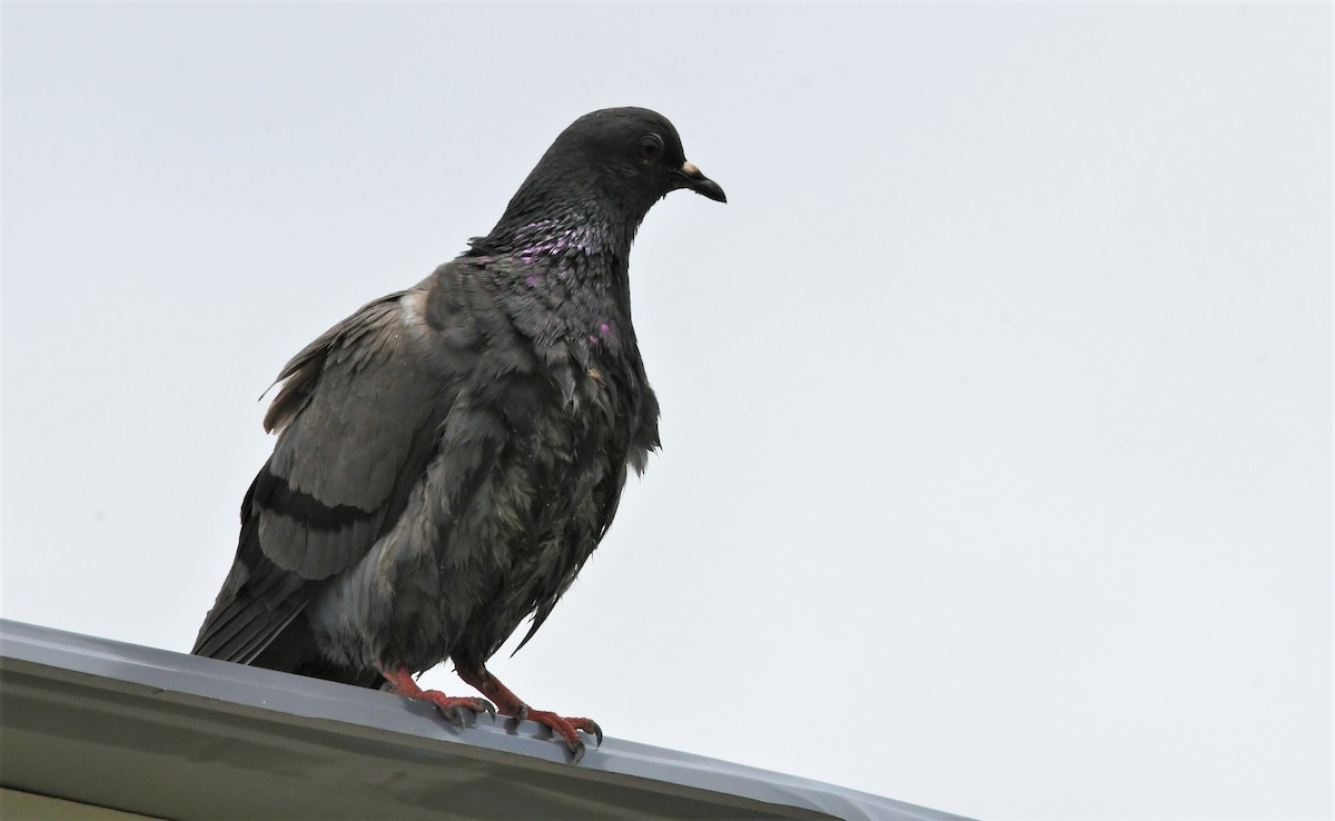 Rock Pigeon (Feral Pigeon) - ML470721191