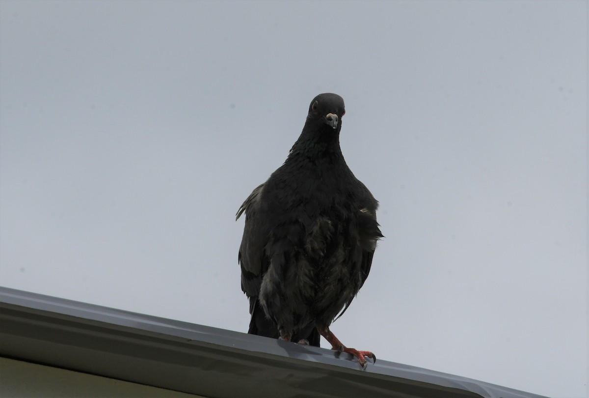 Rock Pigeon (Feral Pigeon) - ML470721201