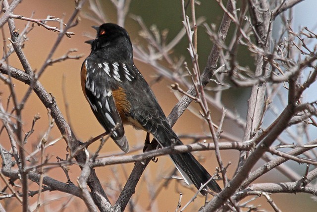 Spotted Towhee (maculatus Group) - ML47072381