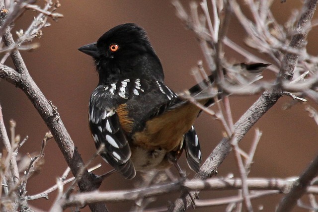 Spotted Towhee (maculatus Group) - ML47072391