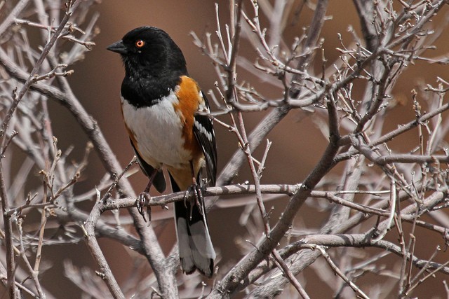 Spotted Towhee (maculatus Group) - ML47072401