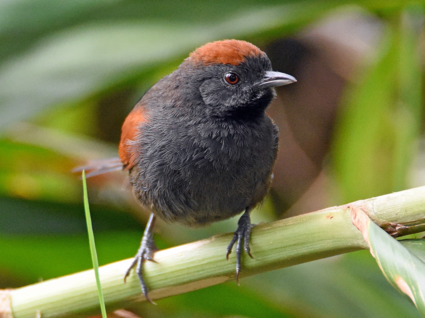 Slaty Spinetail - eBird