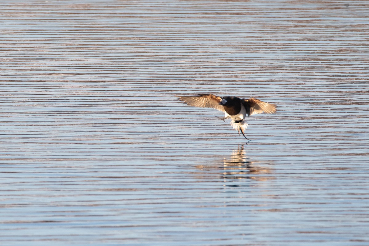 Long-tailed Duck - ML470726161
