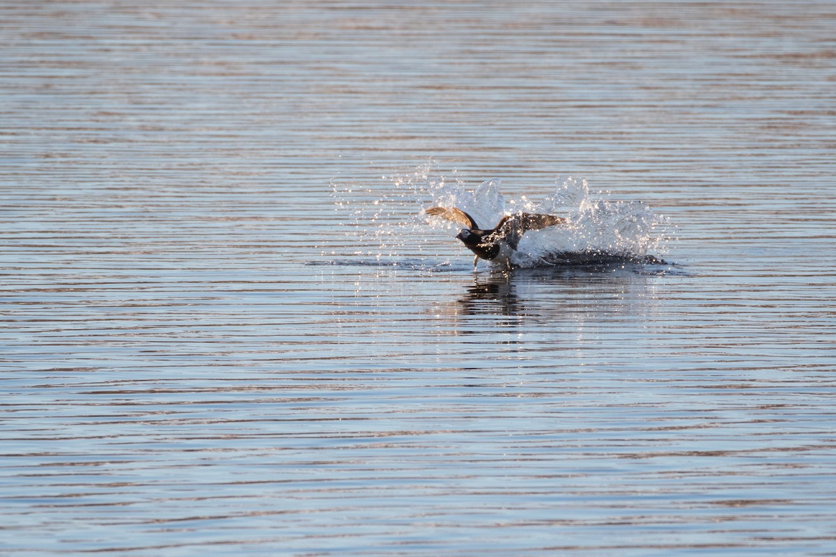 Long-tailed Duck - ML470726201