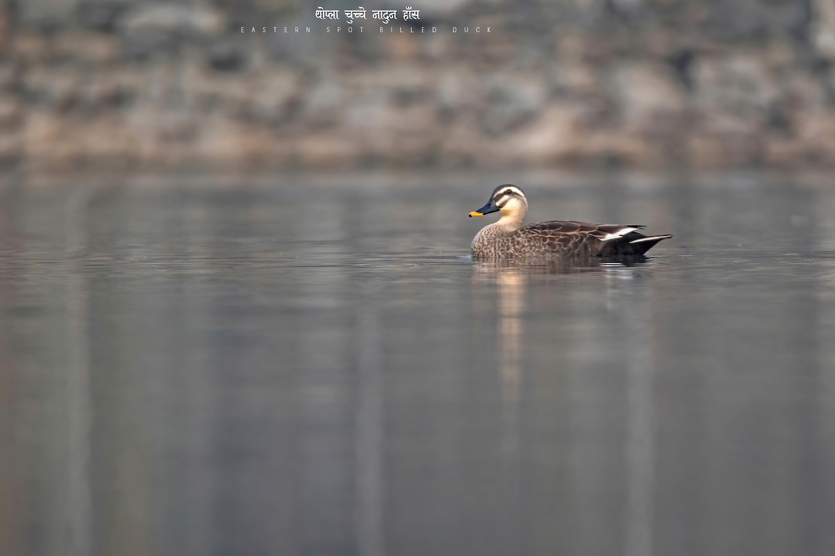 Eastern Spot-billed Duck - Deepak Budhathoki 🦉