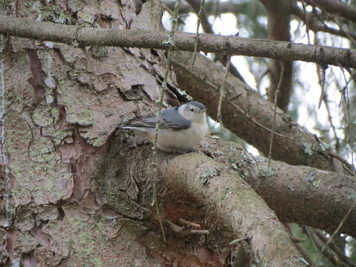 White-breasted Nuthatch - Ian Carlsen