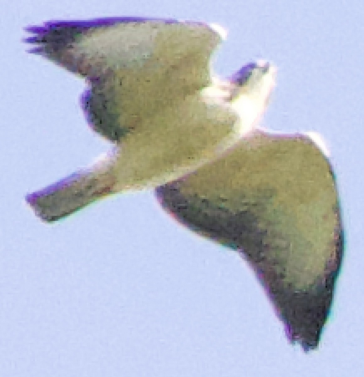 Short-tailed Hawk - Scott Young