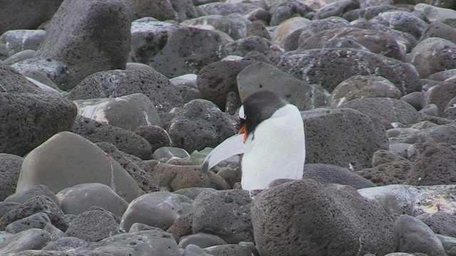 Pingüino Juanito - ML470738931