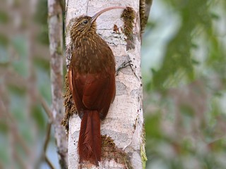  - Brown-billed Scythebill