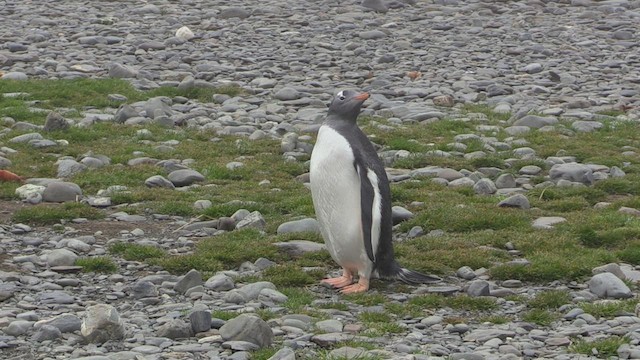 Ослиный пингвин - ML470741121
