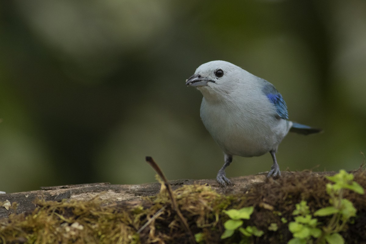 Blue-gray Tanager - ML470741491