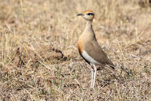 Temminck's Courser (<em class="SciName notranslate">Cursorius temminckii</em>). - Temminck's Courser - 