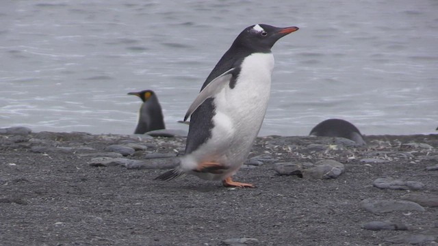 Gentoo Penguin - ML470744561