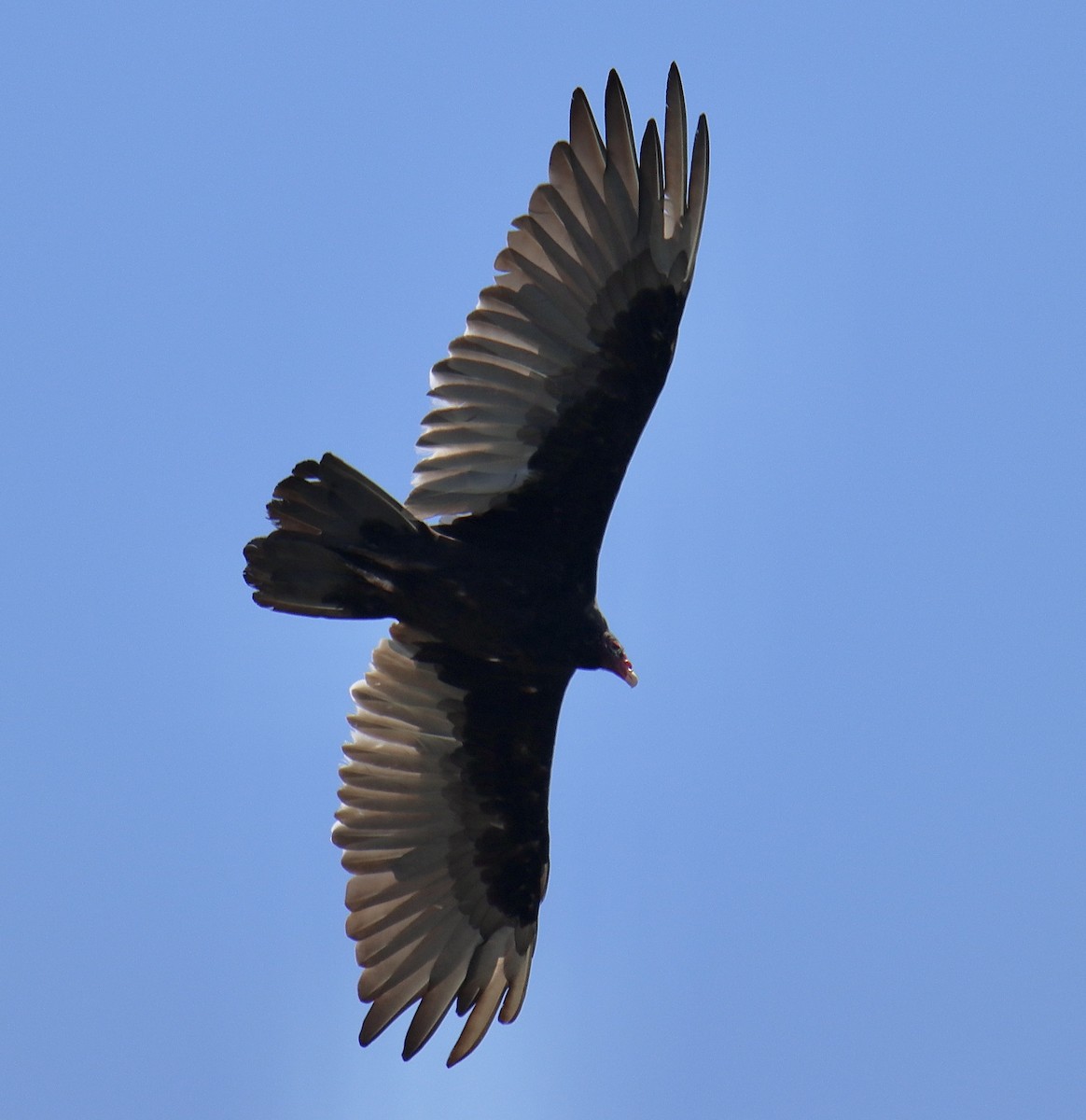 Turkey Vulture - ML470745501