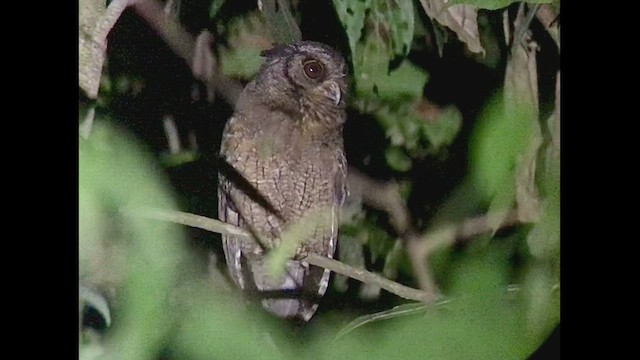 Tawny-bellied Screech-Owl (Austral) - ML470747051