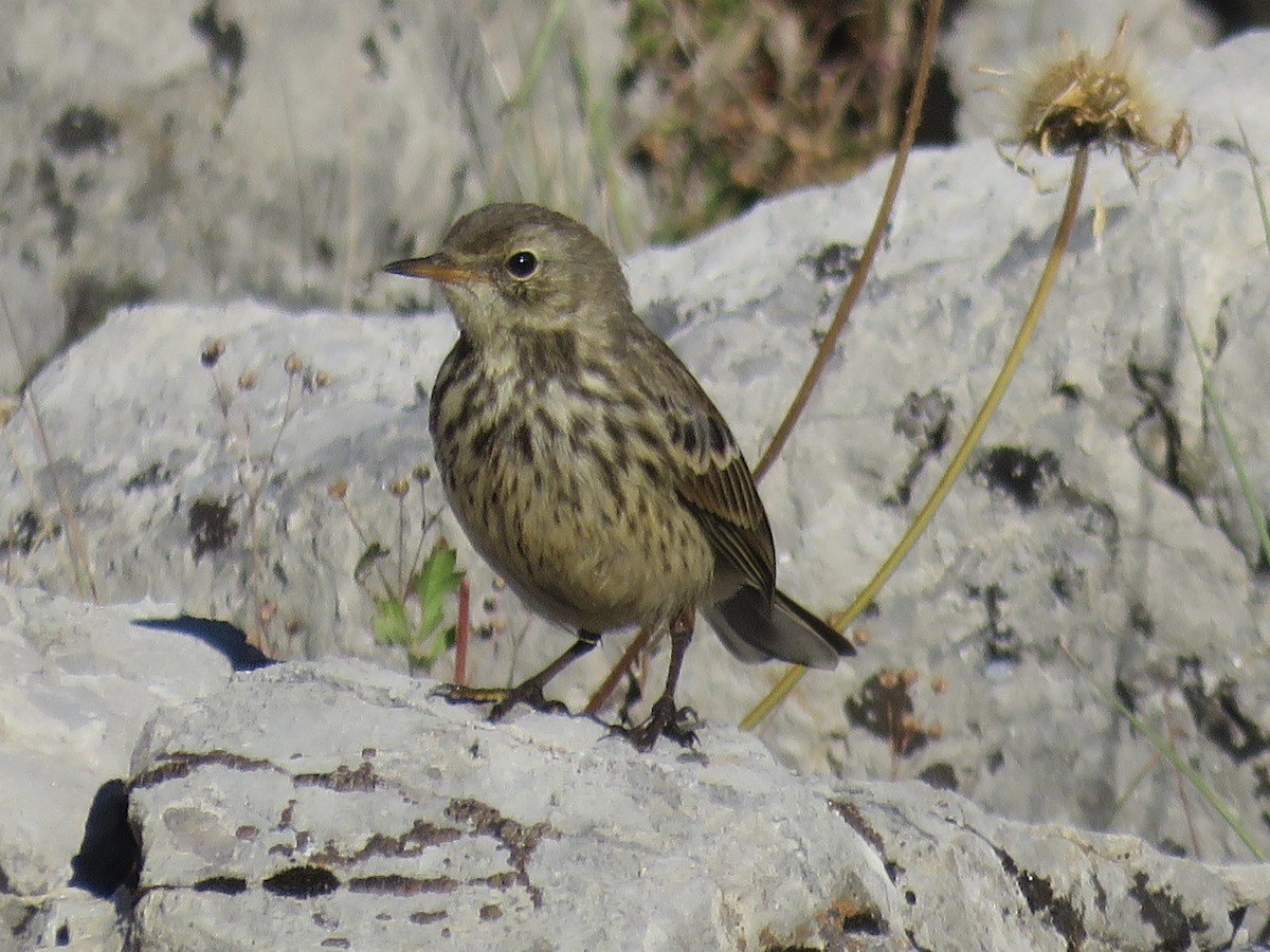 Water Pipit - ML470747351