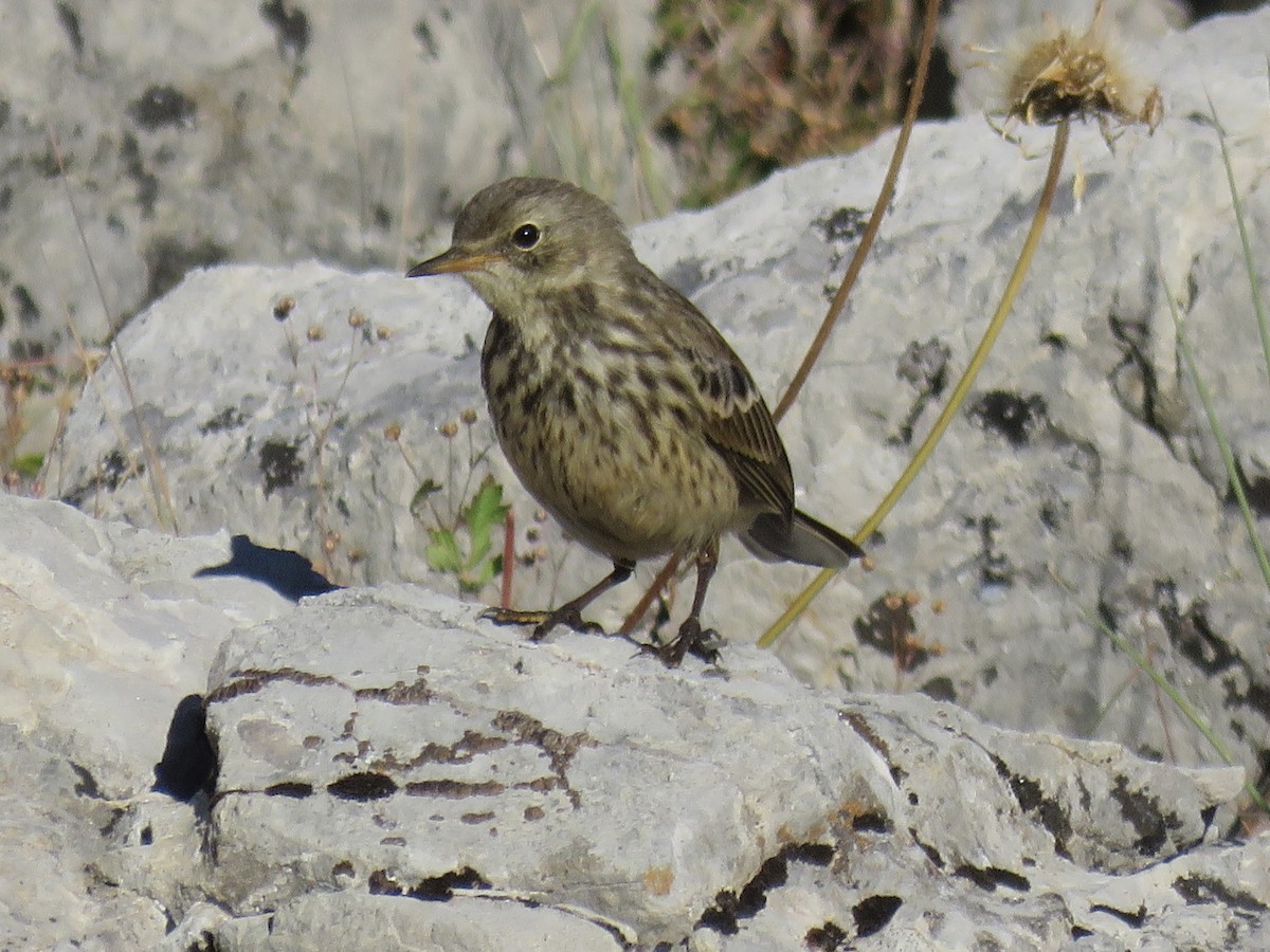 Water Pipit - ML470747371