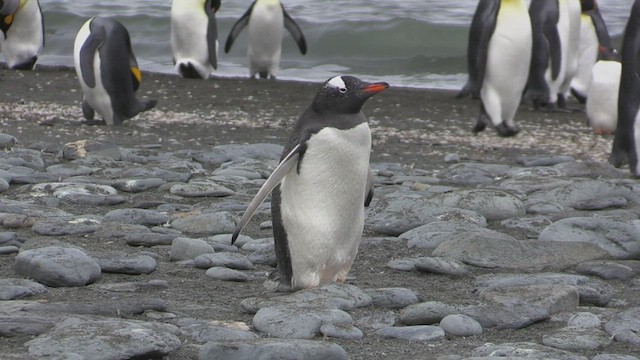 Gentoo Penguin - ML470748241