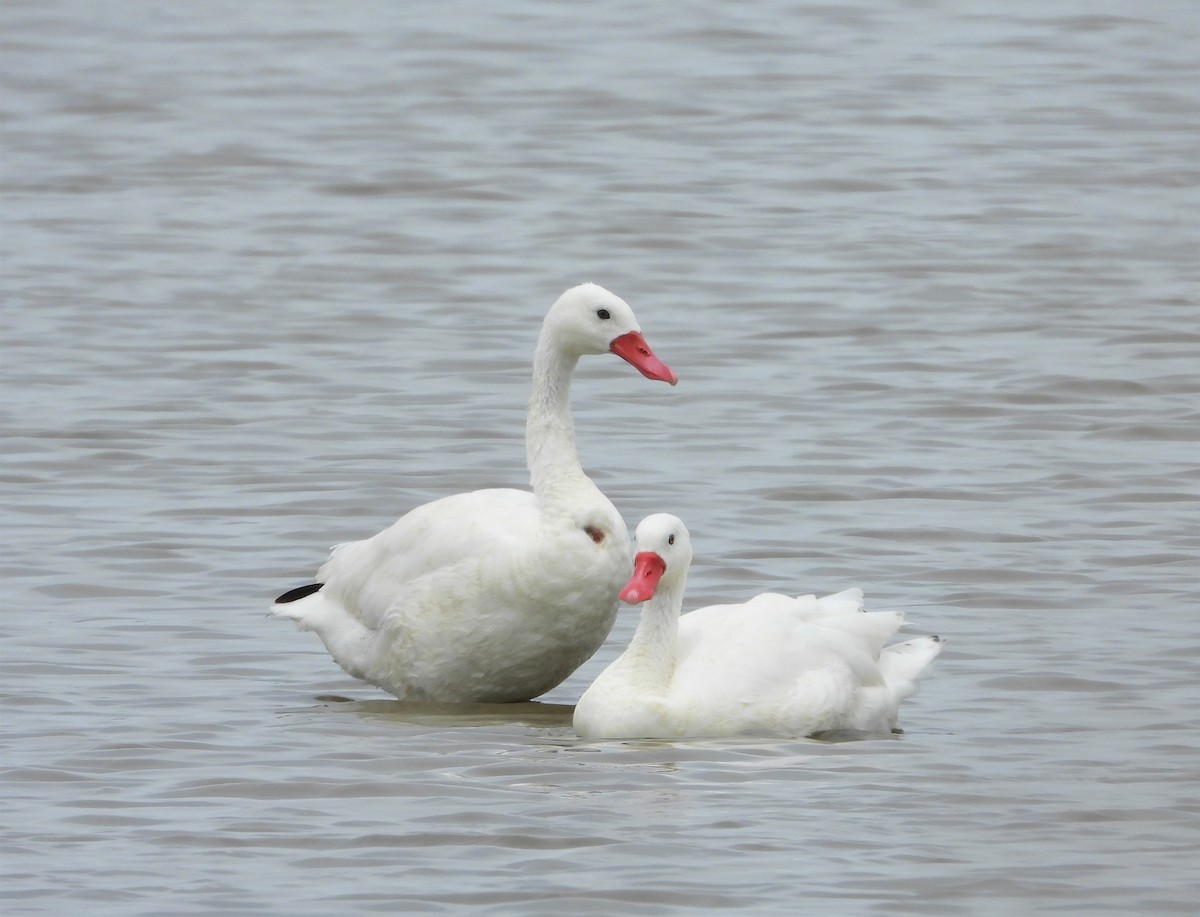 Coscoroba Swan - Daniel Engelbrecht - Birding Ecotours