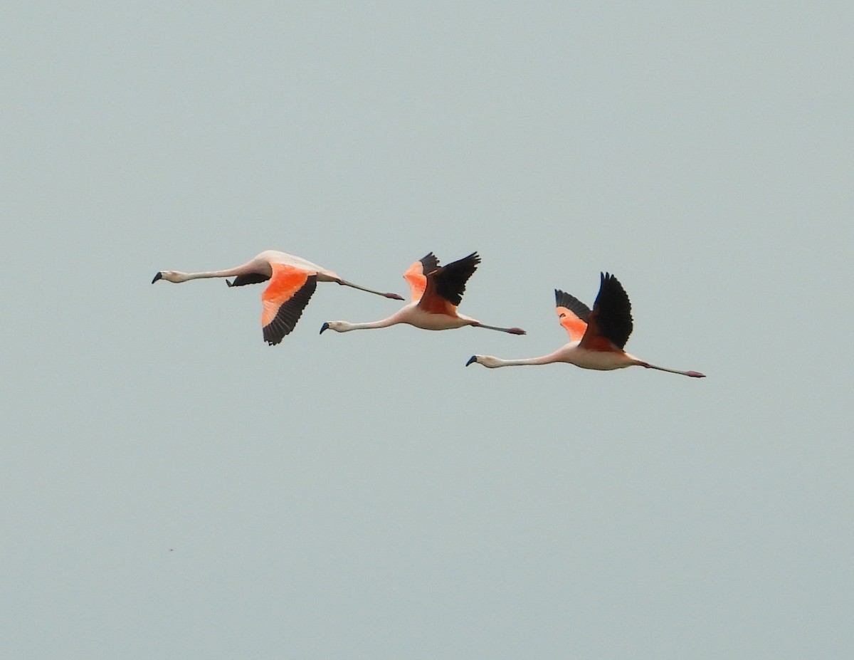 Şili Flamingosu - ML470750291