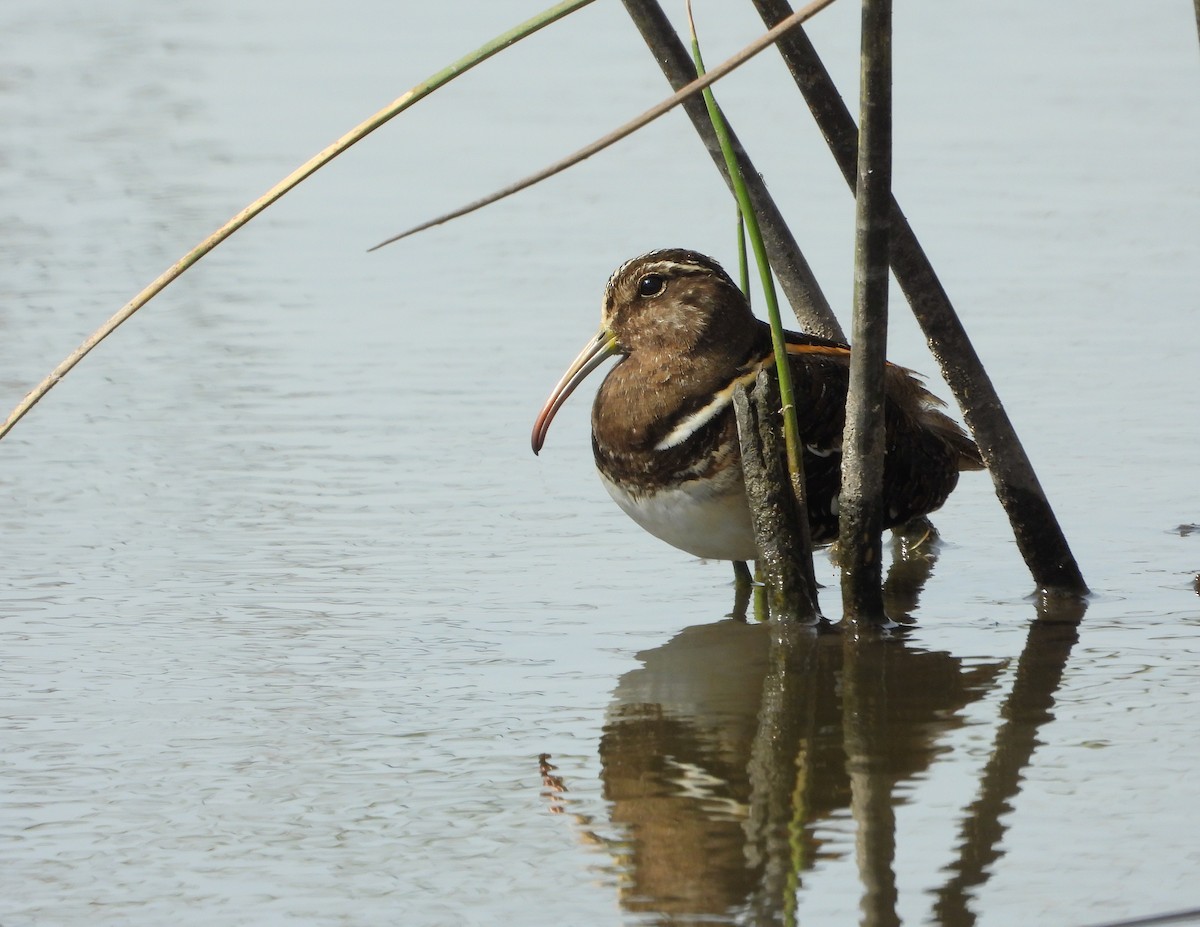 South American Painted-Snipe - ML470751001