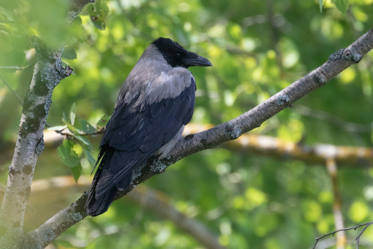 Hooded Crow - ML470752741