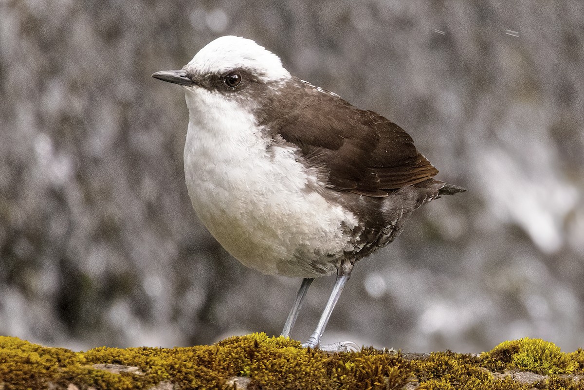 White-capped Dipper - Scott Young