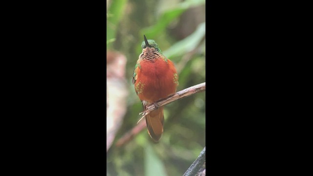 kolibřík peruánský - ML470757821